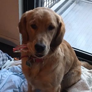 Meet your Posher, Posh